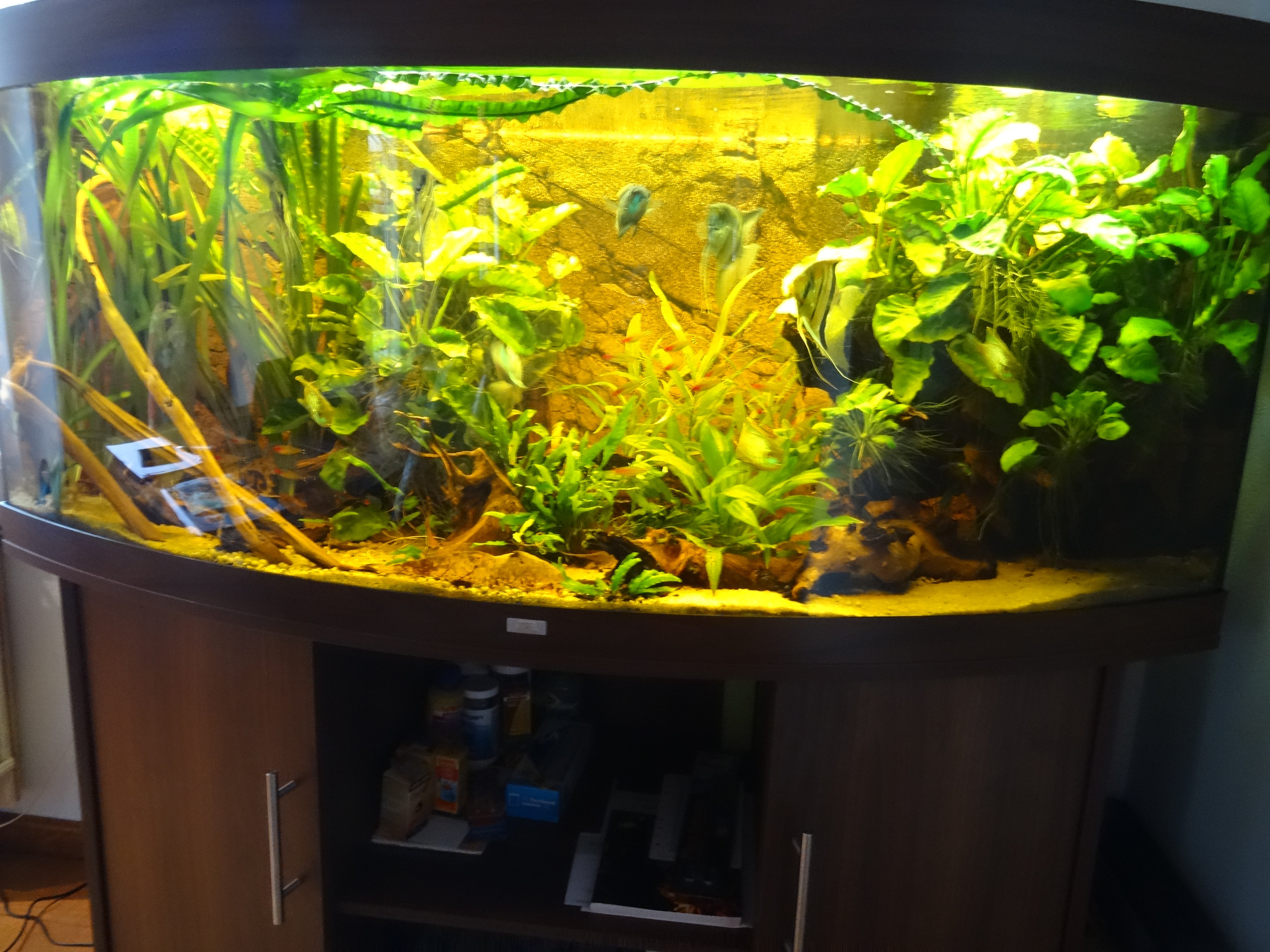 Aquarium LED verlichting – Letsleds.nl Aquarium LED verlichting – Letsleds.nl